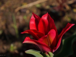 Płatki, Czerwony, Tulipan, Kwiat, Kwitnący