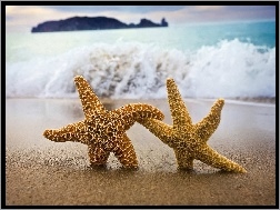 Gwiazdy, Plaża, Morze