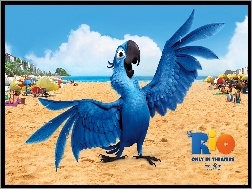 Plaża, Niebieska, Rio, Papuga