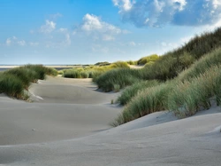 Plaża, Piasek, Trawa