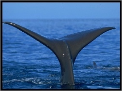Płetwa, Wieloryba