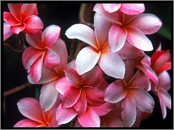 Kwiat, Plumeria, Hawajski