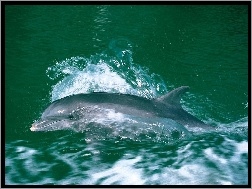 Woda, Płynący, Delfin