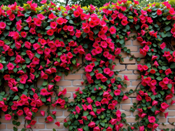 Czerwone, Mur, Kwiaty, Pnące, Cegły, Grafika AI