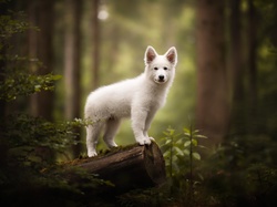 Pies, Pniak, Las, Szczeniak, Biały, Biały owczarek szwajcarski