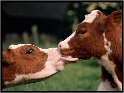 Pocałunek, Łaciate, Dwie, Krowy