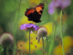 Motyl, Kwiat, Rusałka pokrzywnik