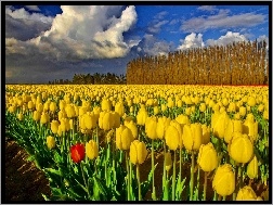 Tulipanów, Pola, Żółtych