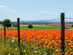 Pole, Tulipany, Ogrodzenie