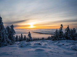 Śnieg, Drzewa, Ośnieżone, Zima, Zachód słońca, Chmury, Pole