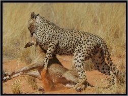 Polowanie, Jaguar, Atakujący, Sarna