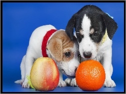 Pomarańcza, Szczenieta, Psy, Jabłko