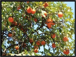 Drzewie, Pomarańcze, Na