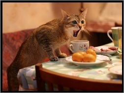 Pomarańcze, Stół, Kot, Kubki