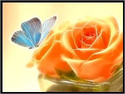 Motyl, Pomarańczowa, Róża