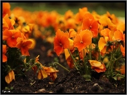 Kwiaty, Pomarańczowe, Bratki