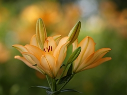 Lilie, Pomarańczowe, Kwiaty