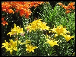 Lilie, Pomarańczowe, Żółte