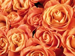 Róże, Pomarańczowe, Kwiaty