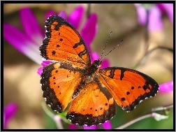 Motyl, Pomarańczowo, Czarny