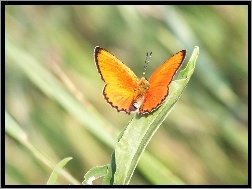 Pomarańczowy, Motyl