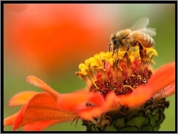Pszczoła, Pomarańczowy, Kwiat