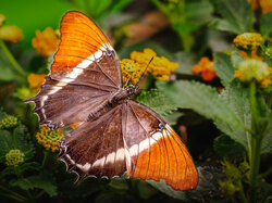 Siproeta epaphus, Motyl, Pomarańczowy