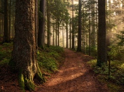 Poranek, Ścieżka, Drzewa, Las, Mgła
