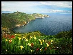 Portugalia, Kwiatki, Wybrzeże, Morze, Azory