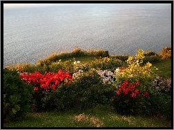 Portugalia, Kwiatki, Ocean, Azory