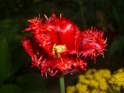 Postrzępiony, Kwiat, Tulipan, Czerwony