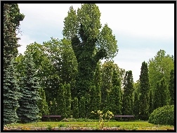 Poznań, Ogród, Drzewa, Botaniczny