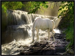 Pragnienie, Wodospad, Biały, Koń, Las