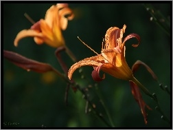 Pręciki, Liliowiec Ogrodowy, Kwiat