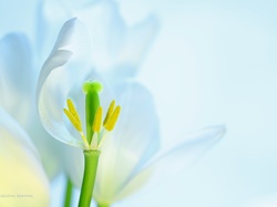 Pręciki, Biały, Tulipan, Kwiat