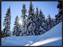 Drzewa, Promienie słońca, Wzgórze, Świerki, Zima, Śnieg