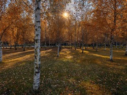Promienie słońca, Park, Drzewa, Jesień, Brzozy