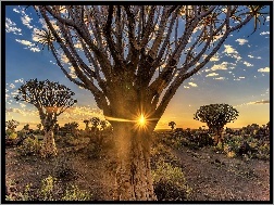 Kokerboom, Promienie słońca, Pustynia, Republika Namibii, Drzewa kołczanowe