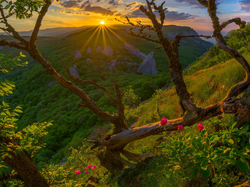 Kwiatki, Promienie słońca, Góry Krymskie, Ukraina, Drzewa