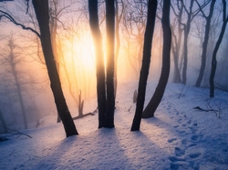 Mgła, Promienie słońca, Ślady, Drzewa, Las, Zima, Śnieg