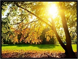Promienie Słońca, Park, Drzewa