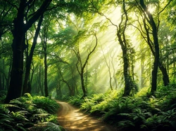 Paprocie, Las, Drzewa, Promienie słońca, Ścieżka