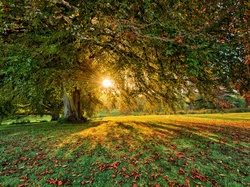 Promienie słońca, Hrabstwo Tyrone, Dungannon, Liście, Jesień, Parkanaur Forest Park, Irlandia Północna, Drzewa