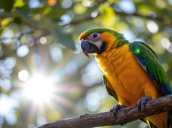 Promienie słońca, Papuga, Ara, Gałąź, Żółto-zielona, Grafika AI