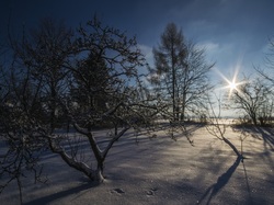 Promienie słońca, Śnieg, Zima, Drzewa