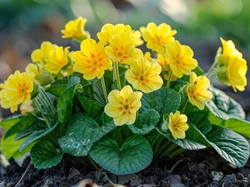 Prymule, Żółte, Listki