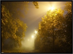 Przebijające Światło, Noc, Drzewa, Mgła
