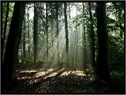 Przebijające światło, Cienie, Las, Drzewa