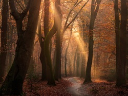 Przebijające Światło, Jesień, Drzewa, Las, Ścieżka