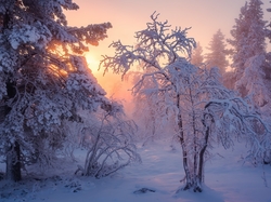 Przebijające światło, Śnieg, Zima, Drzewa